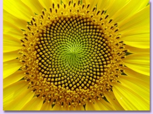 mmmmmmsunflower-mandala