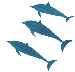 Dauphins