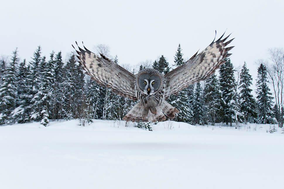 chouette-regard-du-vivant