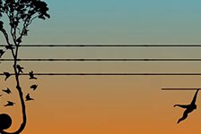 le_grand_orchestre_des_animaux