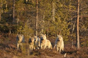 loups-obs-vivant